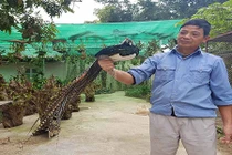 Video: Nuôi công - phượng để cả năm may mắn, tài lộc