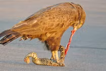 Cảnh tượng chim đại bàng và rắn nâu đấu đá tàn khốc