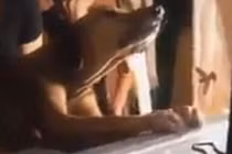 Chó bám chặt quan tài, quyết không chịu rời người chủ đã khuất 