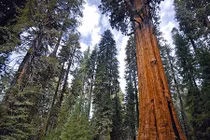 Chân dung 7 loài cây “sống thọ” nhất