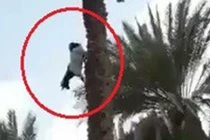 Video: Dê đi trên cây dựng đứng, leo trèo như khỉ