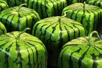 Video: Trồng dưa hấu vuông, bán hơn 2,3 triệu đồng/quả