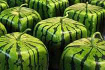 Video: Trồng dưa hấu vuông, bán hơn 2,3 triệu đồng/quả