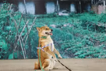 Đạo diễn cương quyết để chó Nhật đóng “Cậu Vàng” dù gây tranh cãi