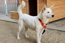 "Bắt bệnh" vì sao đàn ông bạo hành ngay cả khi vợ mang bầu