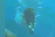 Cá mập trắng khổng lồ tung đòn “dằn mặt” đối thủ tranh mồi