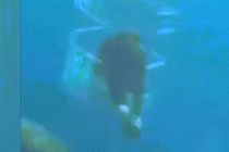 Cá mập trắng khổng lồ tung đòn “dằn mặt” đối thủ tranh mồi