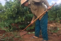 Theo chân người dân vào rẫy cà phê săn lùng loài vật cực "độc"