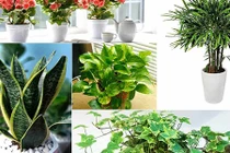 5 loài cây trồng vừa mang phong thủy lại phòng chống ung thư 