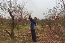 Đào phai, đào đá ở đây cũng đẹp mê mẩn chẳng kém Nhật Tân