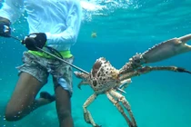 "Độc" cảnh săn bạch tuộc khổng lồ, bắt tôm hùm bằng tay không