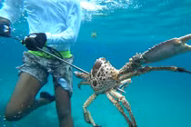 "Độc" cảnh săn bạch tuộc khổng lồ, bắt tôm hùm bằng tay không