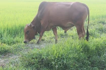 Xét nghiệm ADN… cho bò để tìm chủ