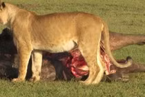 Linh cẩu đi đánh "hội đồng", cướp trắng mồi của sư tử