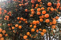 Quýt cổ 20 năm tuổi được “quát” giá cả trăm triệu ở Nghệ An