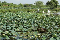 Ngắm nghía 40 loài sen quý hiếm, độc đáo giữa lòng Hà Nội