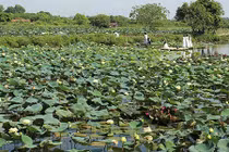 Ngắm nghía 40 loài sen quý hiếm, độc đáo giữa lòng Hà Nội