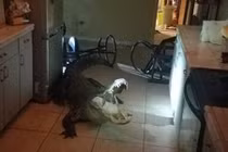 Cá sấu dài hơn 3m phá cửa sổ vào nhà khiến dân khiếp vía