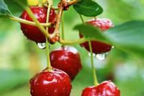 Học cách trồng cherry trong chậu, mỗi ngày thu 300 quả
