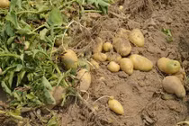 Chán kinh doanh, đại gia quay sang làm nông nghiệp vẫn kiếm tiền tỷ đều đều