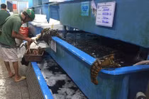 Loạt hải sản đắt tiền đua nhau giảm giá dịp 2/9