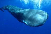 Nhặt được khối đá xù xì, ngư dân "sốc" vì trúng lớn 12 tỷ