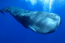 Nhặt được khối đá xù xì, ngư dân "sốc" vì trúng lớn 12 tỷ