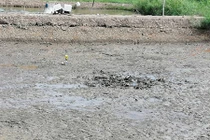 Phát hiện bộ xương người bí ẩn dưới ao nuôi tôm ở Tiền Giang