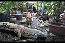 Kỳ đà xé nát con chó, tấn công cả người đến cứu