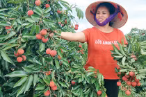 Thú vị chuyện đưa vải thiều Lục Ngạn lên độ cao 10.000m