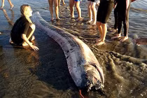 Thủy quái dự báo động đất, người Nhật quan niệm sai lầm hơn 2 thế kỷ?