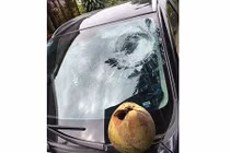 Để ô tô dưới gốc dừa, chủ xe nhận ngay cái kết “đắng”