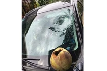 Để ô tô dưới gốc dừa, chủ xe nhận ngay cái kết “đắng”