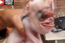 "Sốc” với con lợn thân cừu, đầu chuột, lưỡi… người