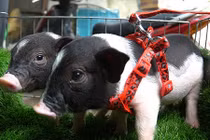 Video: Chán mèo Tây, chó cảnh, giới trẻ Hà Thành đua nhau nuôi...lợn