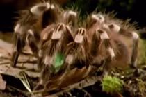 Nhện độc Brazil đoạt mạng con mồi nhanh chóng mặt