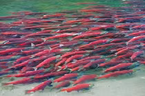 Xem thụ tinh nhân tạo cho cá hồi