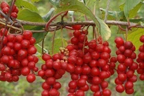 Trước đây chỉ là quả dại ven đường, giờ thành dược liệu quý giá