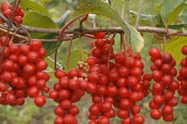 Trước đây chỉ là quả dại ven đường, giờ thành dược liệu quý giá