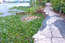 Long An: Ngọc Vịnh được chỉ định xử lý sạt lở khẩn cấp bờ sông Vàm Cỏ Tây