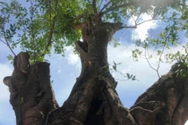 Lộ diện “đại gia” bứng cây Sộp 200 năm làm…của riêng