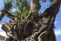 TPHCM: Dân phẫn uất cây Sộp hàng trăm tuổi bị doanh nghiệp chiếm đoạt