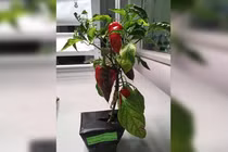 Phi hành gia trên trạm vũ trụ ISS sẽ trồng ớt để nạp vitamin?