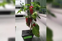 Phi hành gia trên trạm vũ trụ ISS sẽ trồng ớt để nạp vitamin?