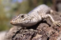 Bí mật đau thương đằng sau thằn lằn đứt đuôi rồi mọc lại