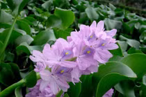 5 loại rau dại Việt là thần dược đắt đỏ ở nước ngoài