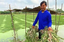 Trồng loại rau từng xem là cỏ dại, xưa chỉ cho lợn ăn nay thành đặc sản vùng sông nước, nông dân thu tiền triệu mỗi ngày