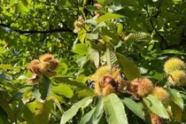 View - Hạt cứu đói thời bao cấp trở thành đặc sản săn đón | Báo Tri thức và Cuộc sống - TIN TỨC PHỔ BIẾN KIẾN THỨC 24H