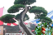 Cây ăn quả mọc dại bờ rào ở quê, nay lên chậu thành bonsai độc lạ và hiếm, có cây hơn 5 tỷ đồng "gây sốt"