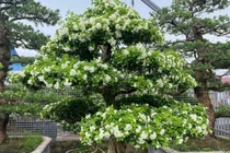 3 loại cây dại trồng làm hàng rào ở quê nay "lên chậu" thành bonsai đẹp lạ, mang lại nhiều phước lành, có cây giá 2 tỷ đồng